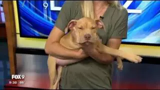 CRAVE Supports Secondhand Hounds