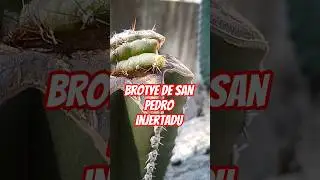 #gracias #cactus injertados dic y nov. de 25 #jardin #cactus #jardinería #plantas #jardin #plants