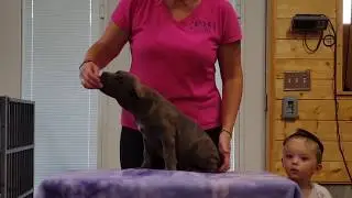 Cane Corso puppy for sale: Blue Brindle Cane Corso
