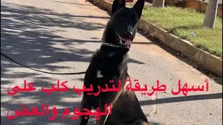 كيفية تدريب كلب على الهجوم والعض ( المرحلة 1 )
