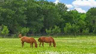 Peak Texas living in Blue Ridge