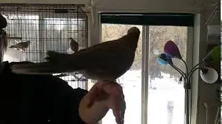 Ringneck Doves For Sale