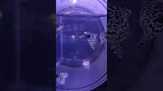 Pandora's white mosaic guppy#pandora'swhitemosaicguppy#pandoraguppy#mosaicguppy#dumboguppy#guppyfarm