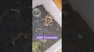 Baby Talking My Theraposa Stirmi While She Eats🤣 #shortsvideo #short #tarantulashorts