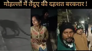 रीवा शहर के मोहल्लों में तेंदुए की दहशत ! पीएम आवास की छत पर देखा गया तेंदुआ, महिला ने किया दावा...