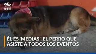 Medias, el perro de Nariño, Antioquia, que asiste a misas, desfiles y eventos del municipio