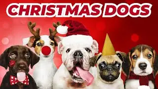 Dogs Barking Jingle Bells! Funniest Christmas Song For Your Pet | Conrad Askland