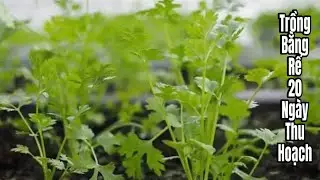 Новый совет: выращивайте кинзу из луковиц – собирайте урожай через 20 дней.