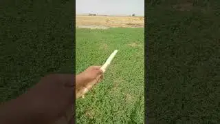اجمل... العروض.... 10فدان تقنين للبيع... مزروعين ضره.... وبرسيم حجازي
