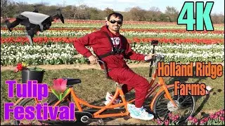 Tulip Picking Festival in Holland Ridge Farm NJ || 4K ||