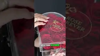 Gorgeous Real Red Roses Discover the Magic of Rose Forever