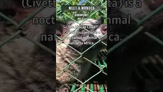 Nocturnal Wonders: African Civet Unmasked - Behaviors, Habitat, and Striking Appearance! #shorts