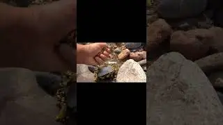 Fake vs Real - I got a secret to tell you gold is not magnetic 😂 fake videos #goldprospecting #gold