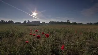 Vogels en insecticiden