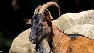 &Eacute;leveur de ch&egrave;vres - Histoires de ch&egrave;vre 1