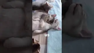 look at the little kitties  - - - - credit: unknown (dm for credit/removal) tags: #cursedcats #