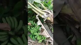#banana #nature #exolorer #explore #northeast #shorts #youtubeshorts