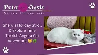 Sheru&rsquo;s Holiday Stroll & Explore Time | Turkish Angora Cat Adventure