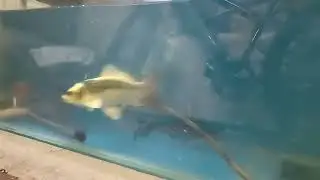 WHAT ACTUALLY HAPPENED || UPGRADING FILTER || FEEDING || #feeding #aquaticpets #fishaquarium #fish 