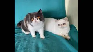 Azzara dilute calico and Francine flame point Himalayan