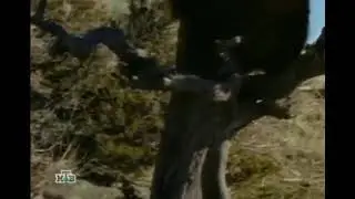 Wolverine chases Bear up Tree