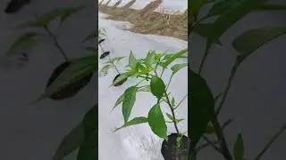Armour Chilli. DOT 18.07.2021 in Nagpur