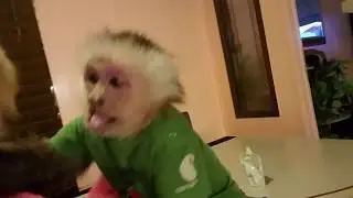 Funny Monkey Gives Kisses Louie Ray