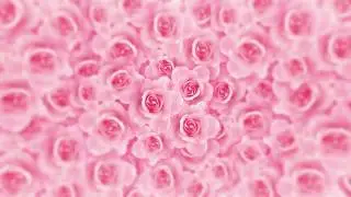 4K Romantic Pink Rose Flower Video Background || Love,Romantic,Wedding motion video Background loop