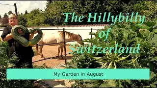 Growing Veggies in Switzerland, Grapes, Watermelon and Monster Zucchini