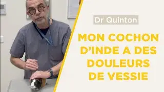 Mon cochon d'Inde a des douleurs de vessie