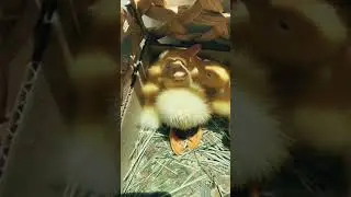 Cutest baby duckling #duckling #duck #ducksinspace