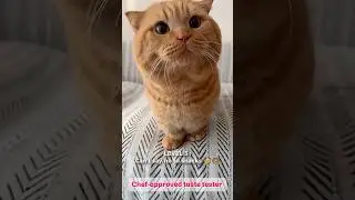 Chef-approved taste tester 😂