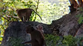 Monkey happy #monkey #forest #wildlife #cute #shorts #tiktok #india #indonesia #travel #tree #reels