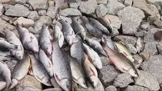 #bigcarpfish #fishcatching #fish #bigcarp #fishing #commoncarp #vlog🐟🐟🎣🎣🙂🙂 please like 👍👍 subscribe🙂