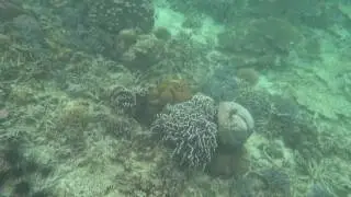 Sapi Island Snorkeling