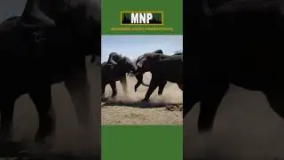 Some of the roles of a male Elephant #animals #elephantintelligence