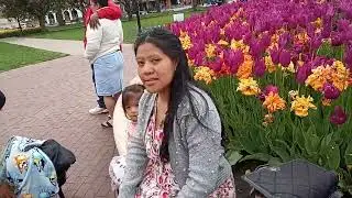 PELLA IOWA TULIP 🏰🥳