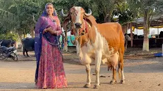 20 लीटर दूध देने वाली गिर गाय यहां से खरीदें आदेश गिर डेरी फार्म भावनगर गुजरात