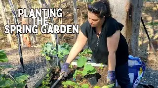 Planting the Spring Vegetable Garden | Australia 2023