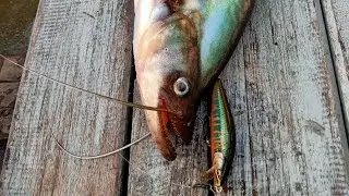 ALHAMDULILLAH... Mancing Tembiring dan Hampala sore_sore || Rapala Countdown Elite 75