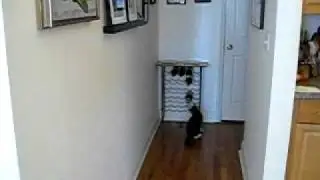 Sturmey, the Fetching Kitten