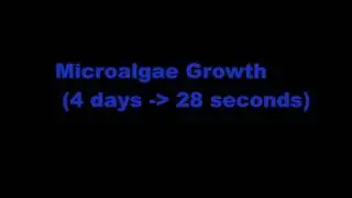 Microalgae Growth Timelapse