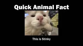 Quick Animal Facts: Stinky