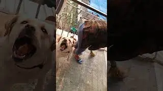 When you get too excited for biscuit 🍪🤣