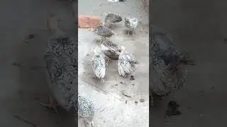 turkey Bird Chicks 03014373207