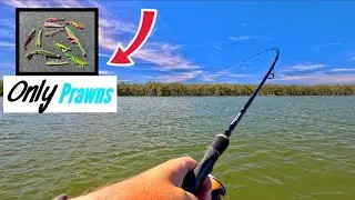 Using PRAWN lures ONLY!!!