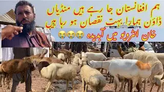 Itni Sasti Mandi Pregnant Female Sheep prices Today Dumba Mandi Gali Jageer / Bakra Mandi