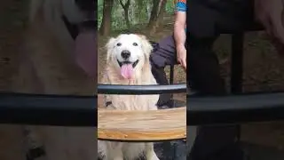 Bubbles Enjoying children's activities  #goldenretriever #shorts | Best Pet Dog 🐶