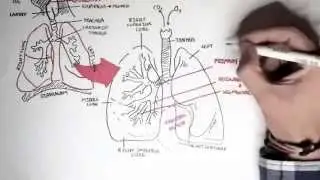 UPSC Bio/02 Respiration Overview