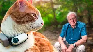 The Story of Ros Adventure Cat